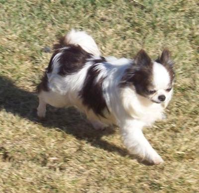 Stud Dogs - Chihuahua