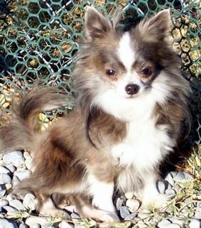 Stud Dogs - Chihuahua