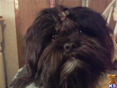 Lhasa Apso Puppies for Sale