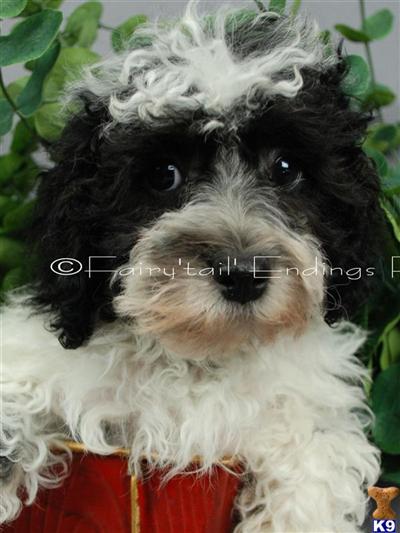 Maltipoo Puppies for Sale