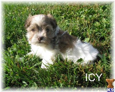 Havanese Puppies for Sale