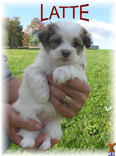 Havanese Puppies for Sale