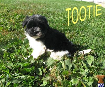 Havanese Puppies for Sale