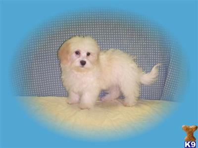 Lhasa Apso Puppies for Sale