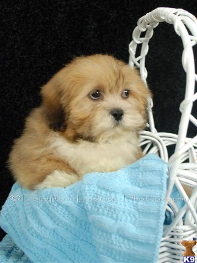 Lhasa Apso Puppies for Sale