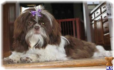 Stud Dogs - Shih Tzu