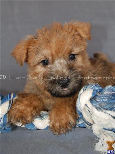 Cairn Terrier Puppies for Sale