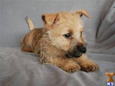 Cairn Terrier Puppies for Sale