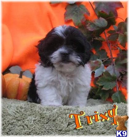 Tiny+shih+tzu+puppies+for+sale+in+ohio