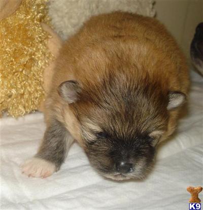 Puppies in RI