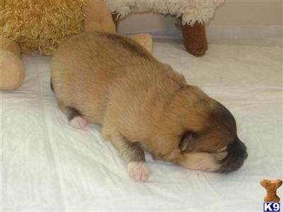 Pomeranian Puppies for Sale