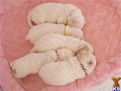 Puppies in MI