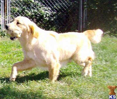 Dogs - Golden Retriever
