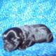 Affenpinscher Puppies for Sale