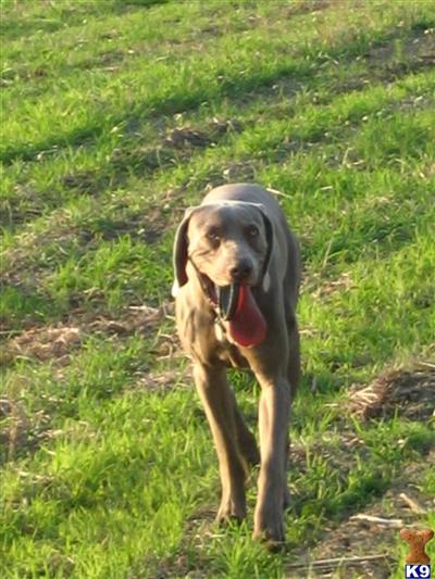 Stud Dogs - Weimaraner