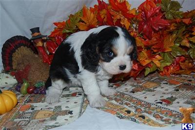 Cavalier King Charles Spaniel Puppies for Sale