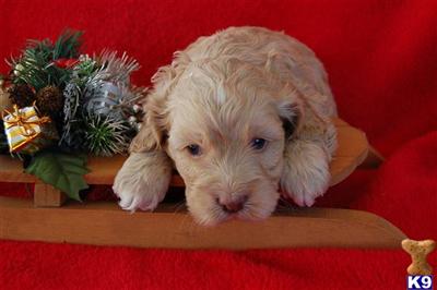 Puppies in IA