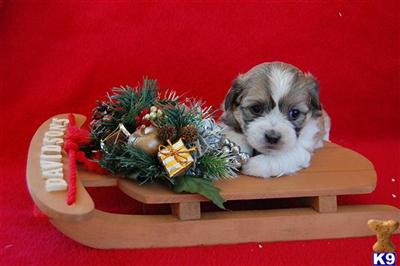 Puppies in IA