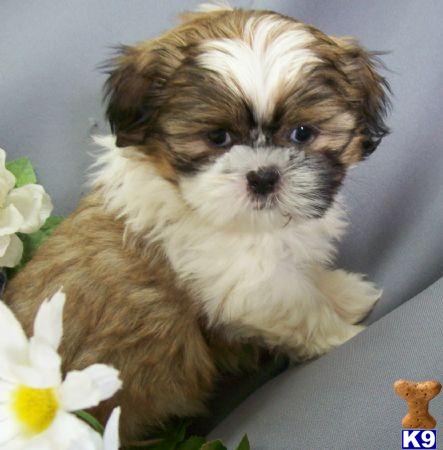 Imperial+shih+tzu+puppies+for+sale+uk