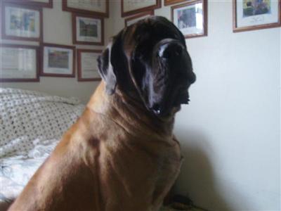 Mastiff Puppies for Sale