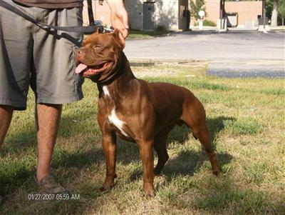 Stud Dogs in IL