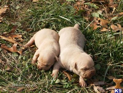 Puppies in IL