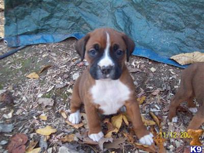Puppies in TN