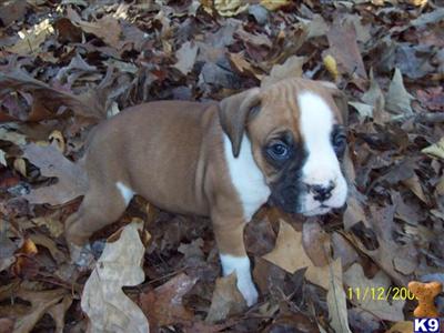 Puppies in TN