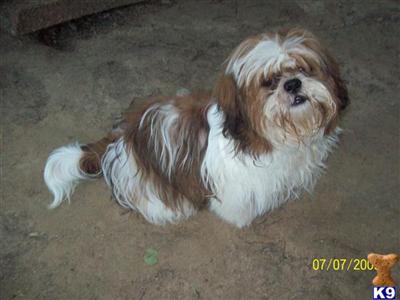 Dogs for Sale