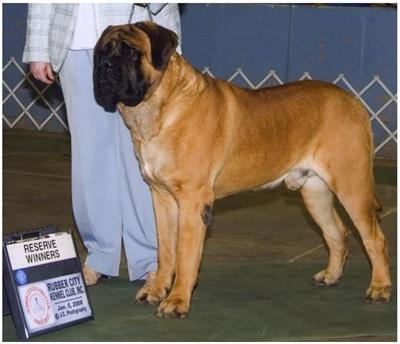 Dogs for Sale in OH