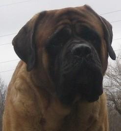Stud Dogs - Mastiff