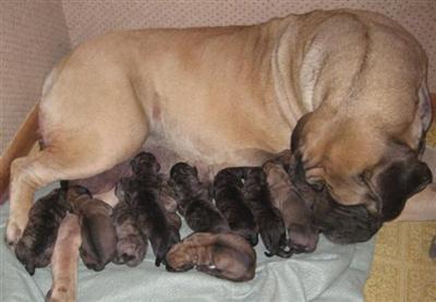 Puppies in Akron