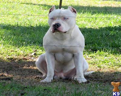 Stud Dogs - American Pit Bull