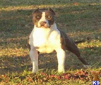 Stud Dogs - American Pit Bull
