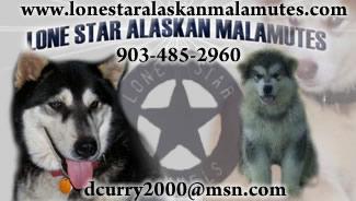 Alaskan Malamute Puppies for Sale