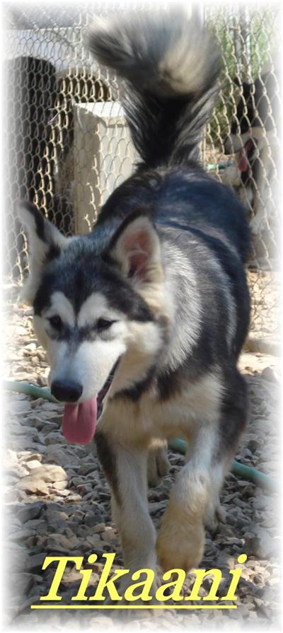 Alaskan Malamute Puppies for Sale