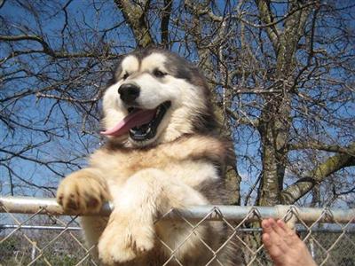 Alaskan Malamute Puppies for Sale