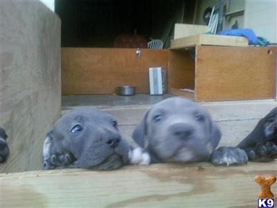 American Bulldog Puppies in OK