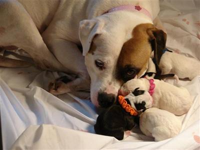American Bulldog Puppies for Sale