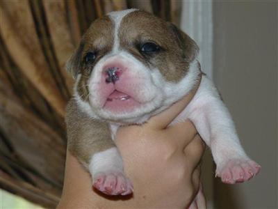 American Bulldog Puppies for Sale