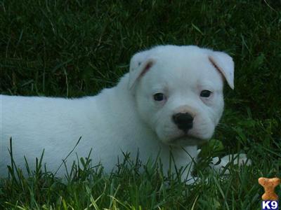 American Bulldog Puppies in PA