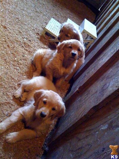 Puppies in WA