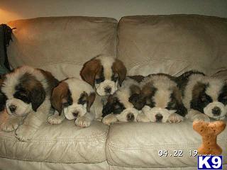 Saint Bernard Puppies for Sale