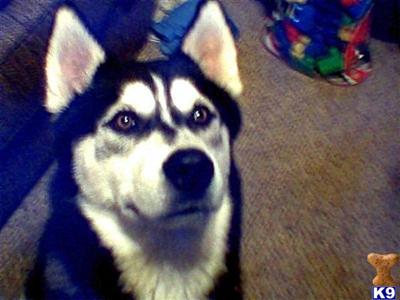 Stud Dogs - Siberian Husky