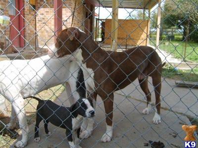 Dogs - American Pit Bull