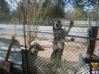 Dogs - Alaskan Malamute