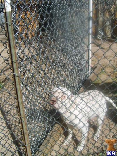 Dogs - American Pit Bull