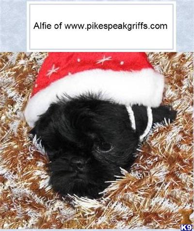 Brussels Griffon Puppies for Sale