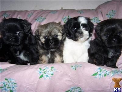 Puppies in AZ