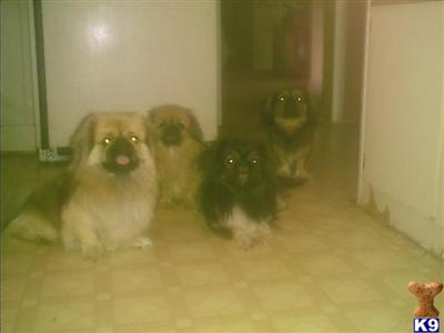 Stud Dogs - Pekingese